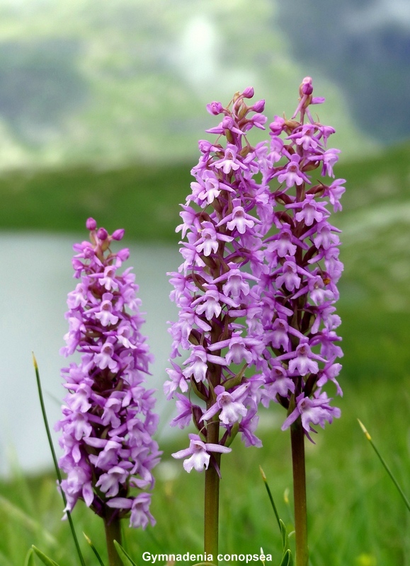 Nigritella cenisia e Nigritella rhellicani  Savoia francese   luglio 2023.